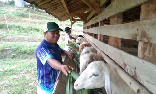 tanah kavling kambing 9