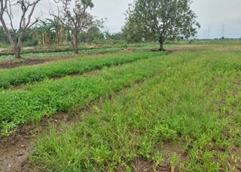 tanah murah type kavling